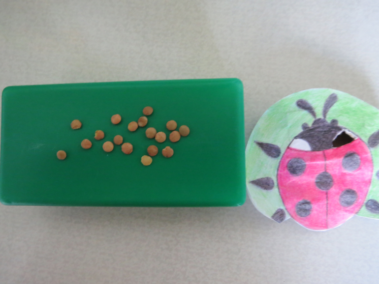 ТН "Как растут овощи" Отчет день 4