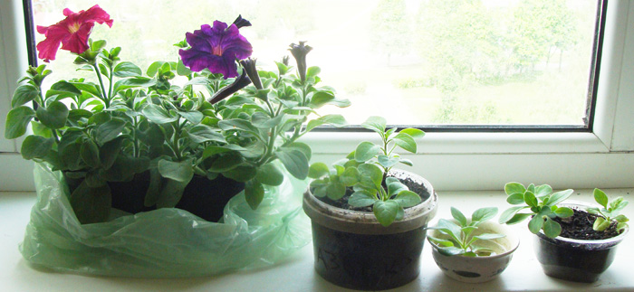 как быть с петуниями?