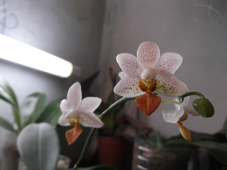 Продам орхидеи