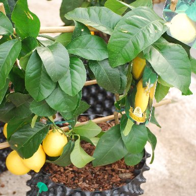 Продам укорененные черенки цитрусовых