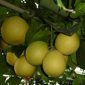 Продам укорененные черенки цитрусовых