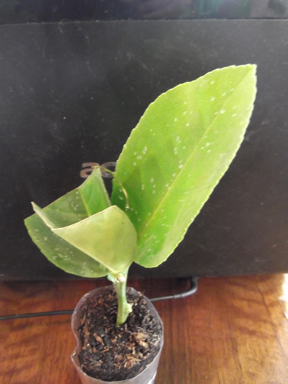 Продам укорененные черенки цитрусовых