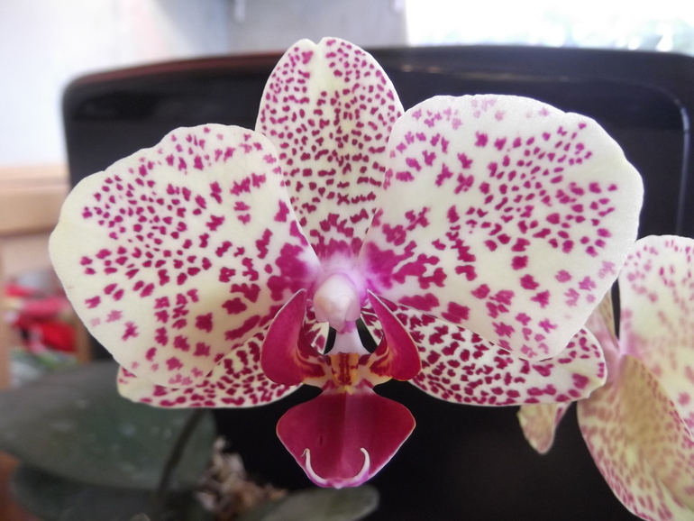 Продаются орхидеи - от 300 руб.