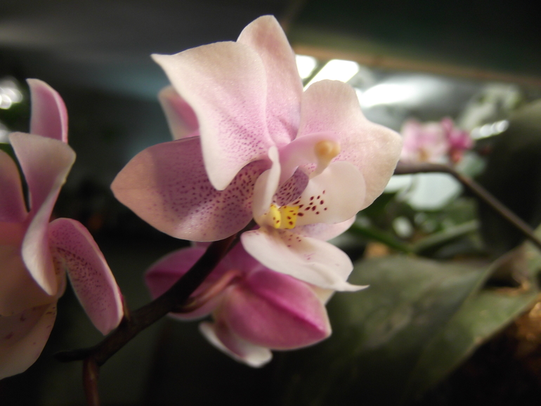 Продам орхидеи