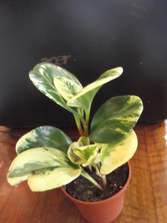 Скажите, как его зовут?)))