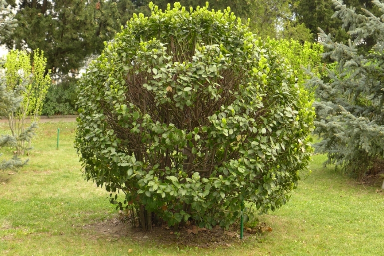 Ялта, Крым. КОК Россия