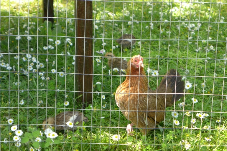 Ялта, Крым. КОК Россия