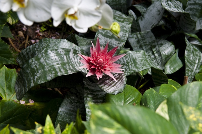 Утопия,парк орхидей в кибуце Бахан.