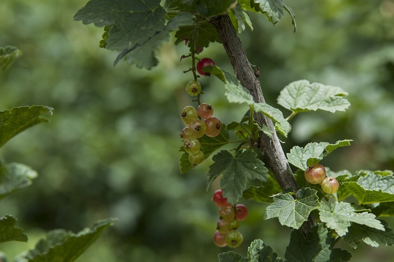 ...По ягоды... =)