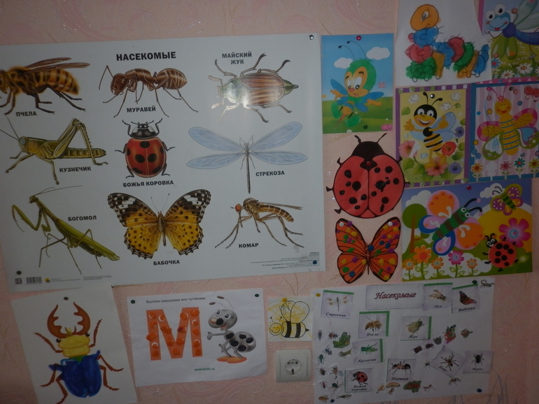 Тематическое планирование тема насекомые. Проект насекомые. Тематическая неделя насекомые. Проект насекомые в средней. Проект насекомые ясли.