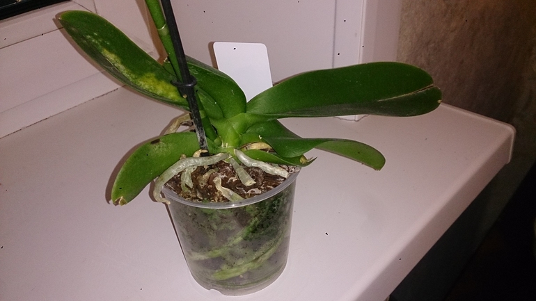 Купила орхидею, хотелось бы Ваше мнение!