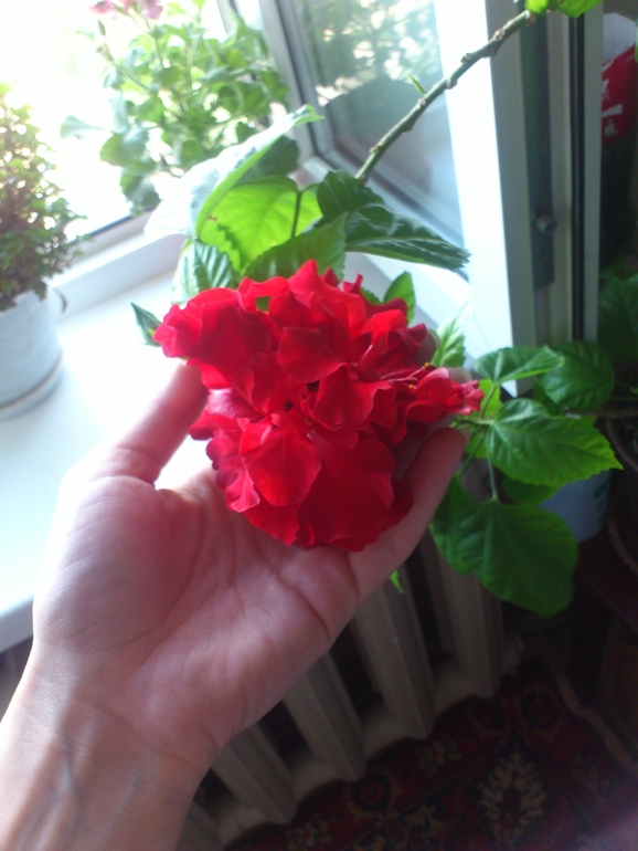 Зацвела и геранька, и гибискус)