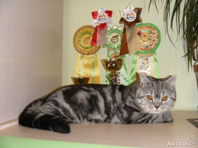 кошак наш