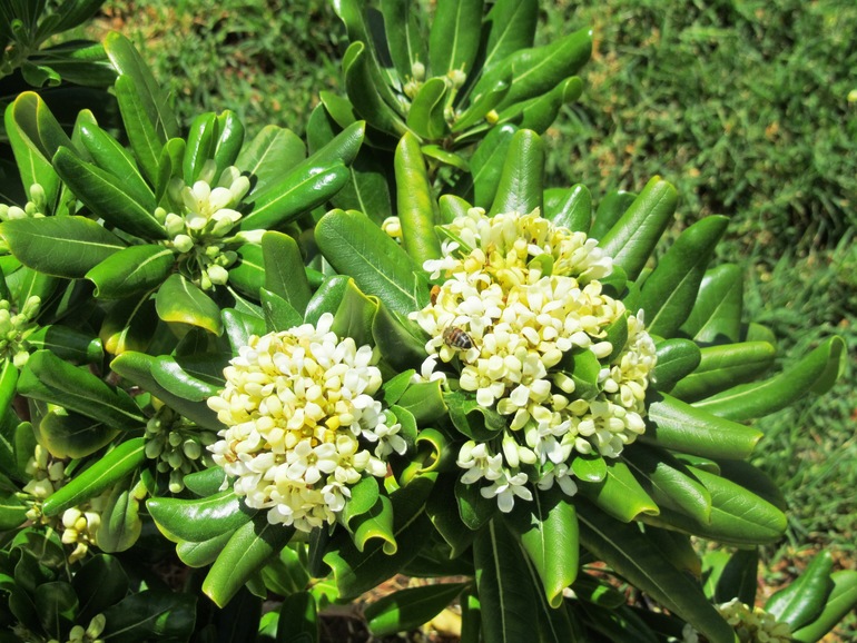 КРИТ. Митсис ЛАГУНА. Фото.