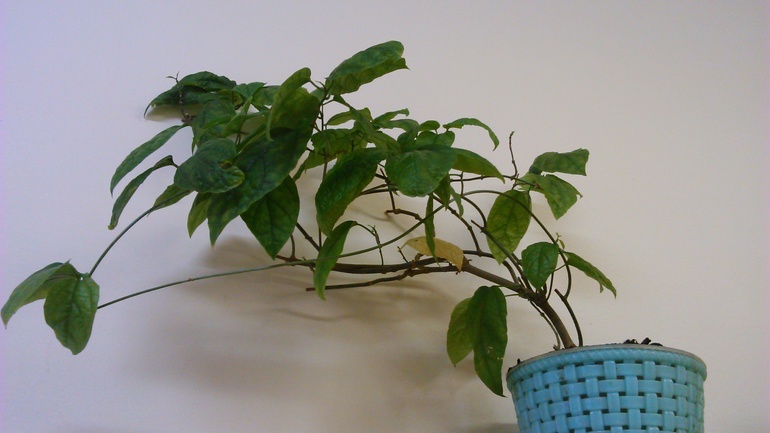 Как называется цветок?