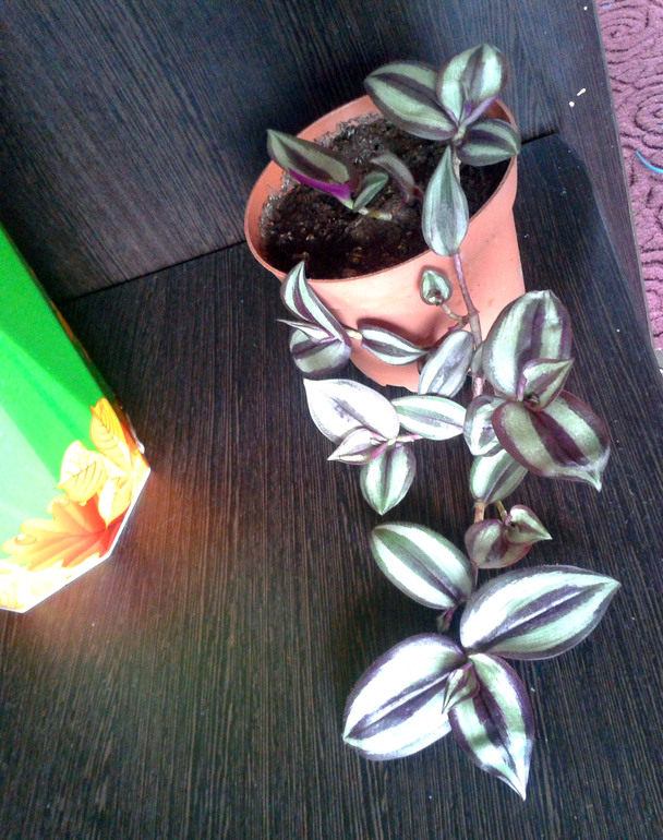 Мои цветочки и вопросы к ним ... 2