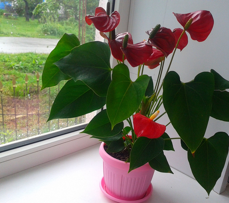 Мои цветочки и вопросы к ним ... 2