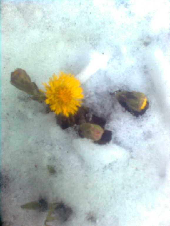 Прогулочное