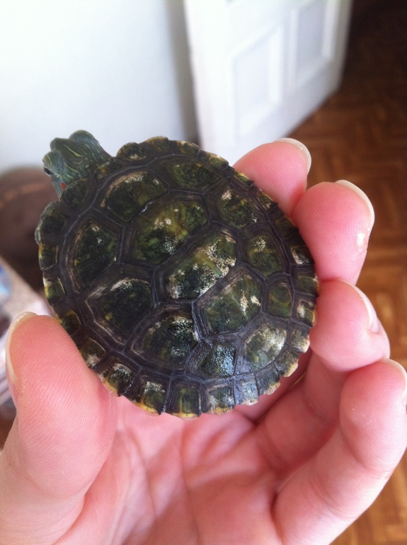 Панцирь у черепашки