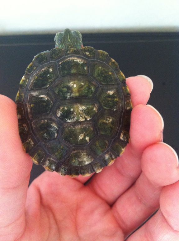 Панцирь у черепашки