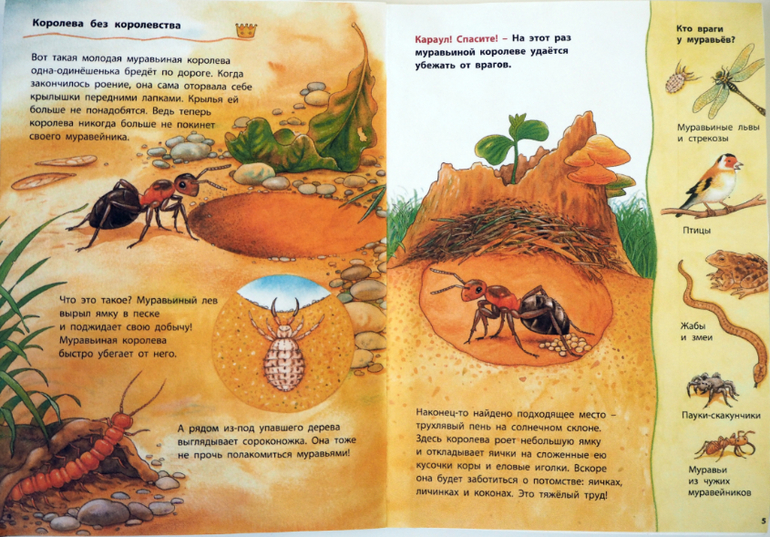 Муравьишкин корабль план