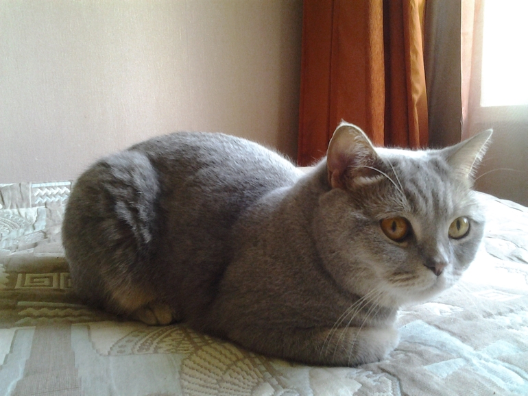 Как помочь кошке в жару?