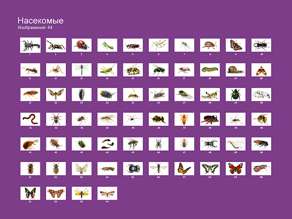 Насекомые