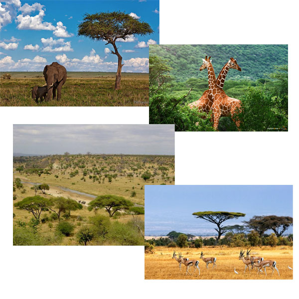 ТН-АФРИКА, День 2 - Путешествие по саванне