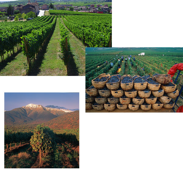 ФМ готовим с детьми. Капкейки с изюмом.