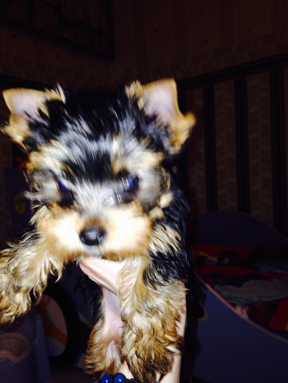 Ушки у йорка