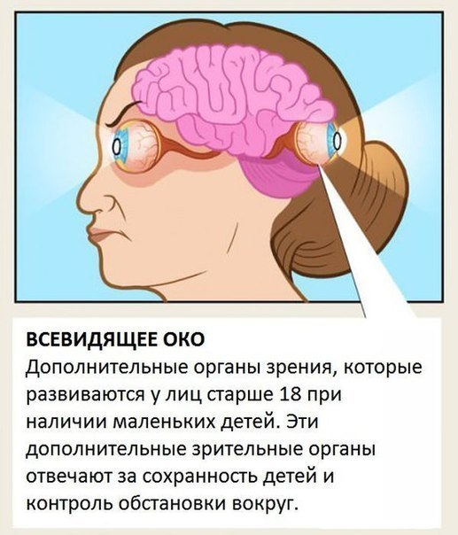Органы человеческого тела, о которых мы не знали