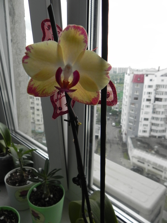 Все зеленеет и цветет