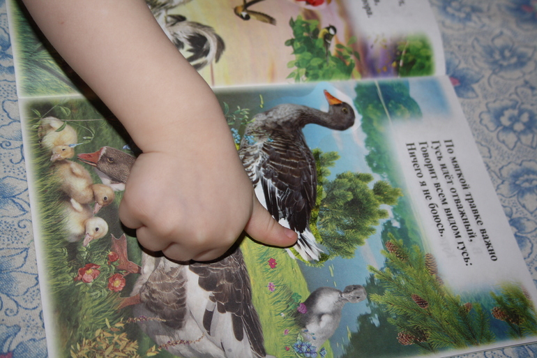 Птицы. 2. Домашние.