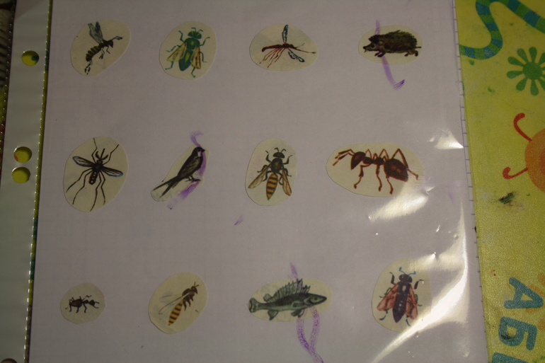 Насекомые. День 4.