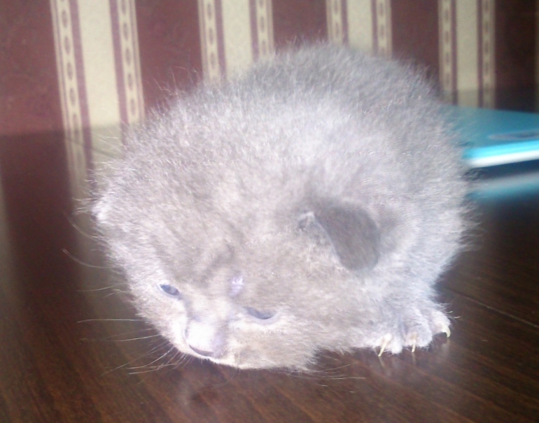 Малышам 2 недельки!