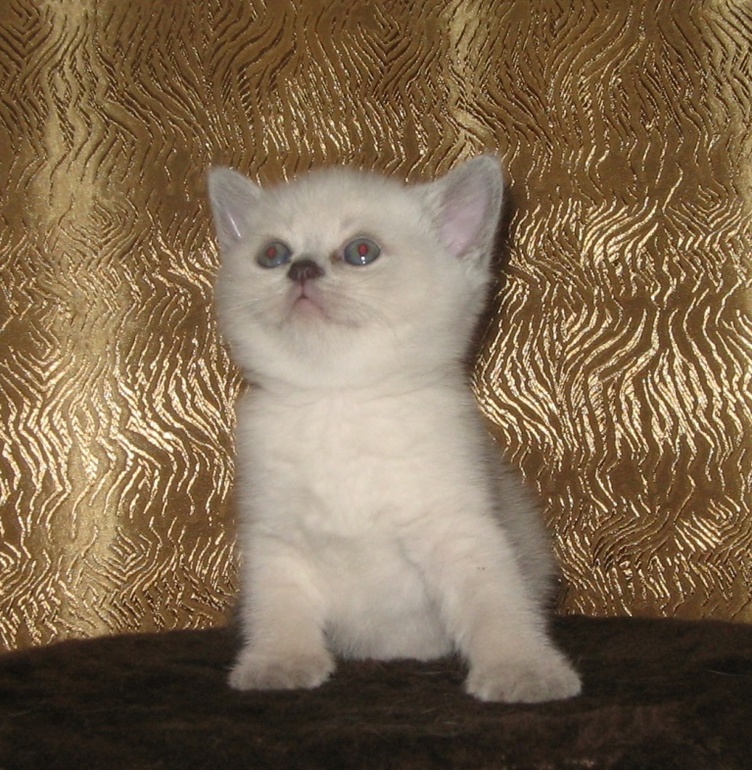 Мини фото сессия, домашняя.