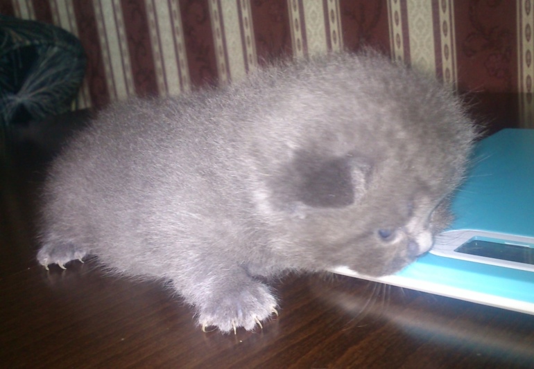 Малышам 2 недельки!