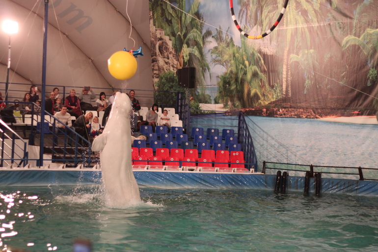 Дельфинарий