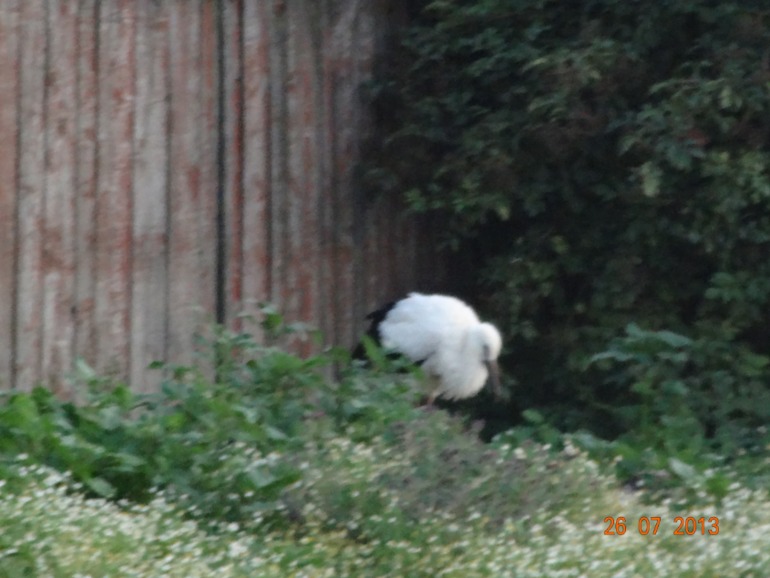 Наш отпуск в Октябрьском Курской обл.