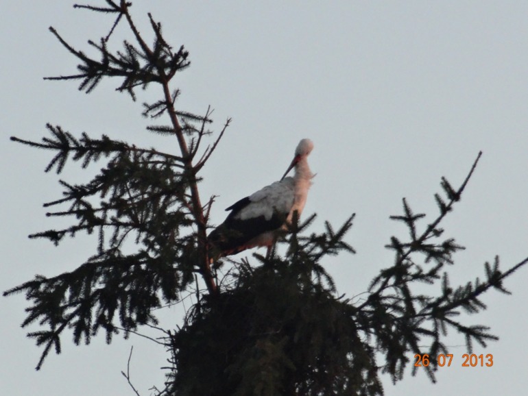 Наш отпуск в Октябрьском Курской обл.