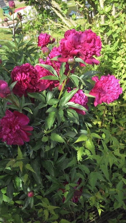 Чудесный день