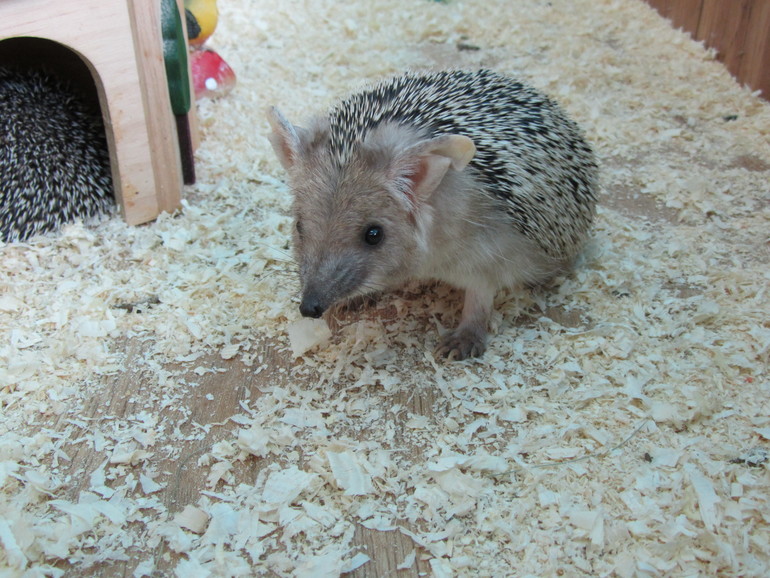 Контактный зоопарк Теплый стан