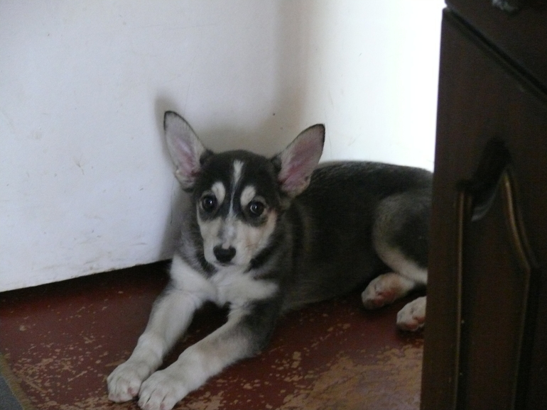 Щенок ищет ДОМ!!!