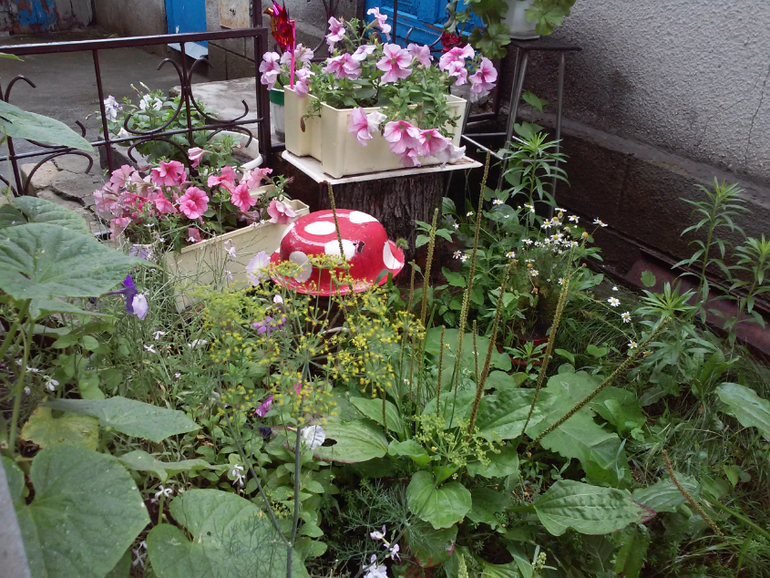 Мои клумбы