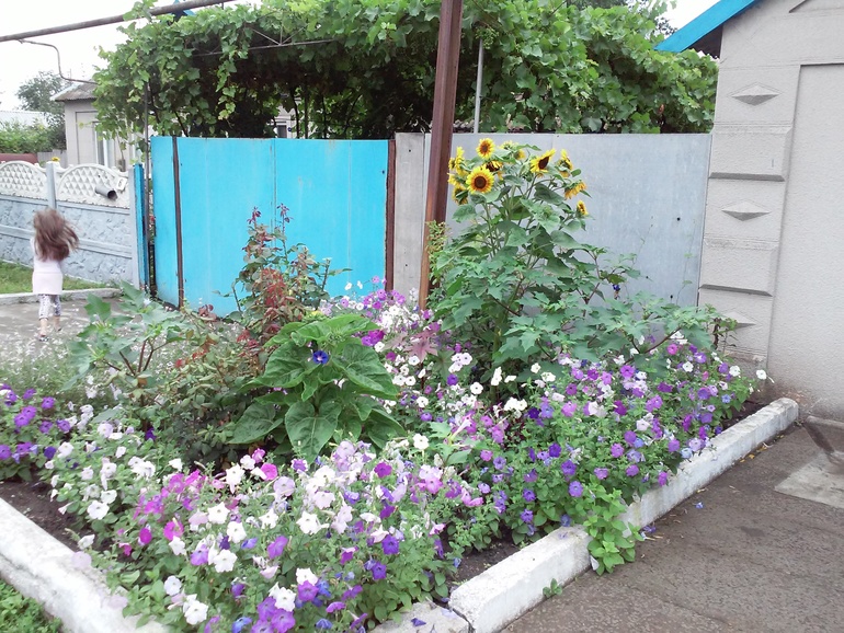 Мои клумбы