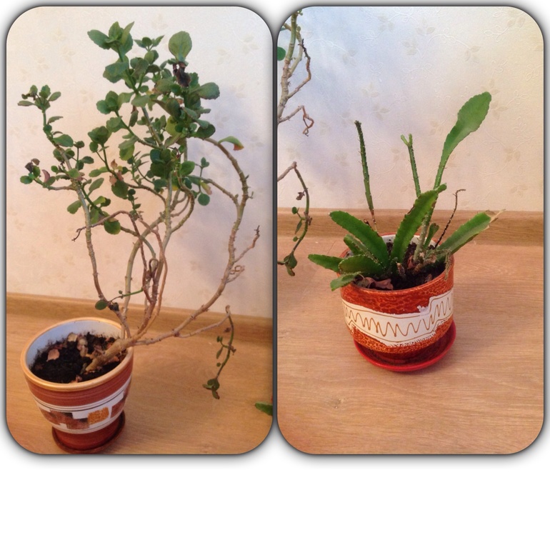 Их еще возможно спасти?