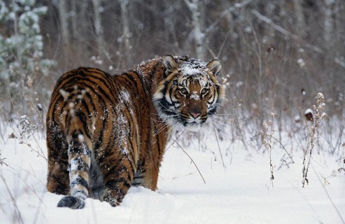 Колорады, говоришь?