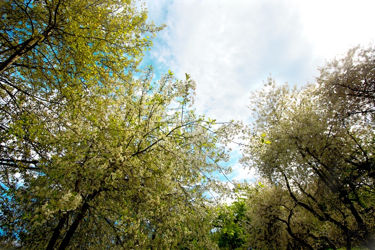 Бесплатные билеты на концерты певчих птиц