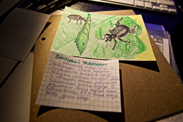 Интересное о насекомых