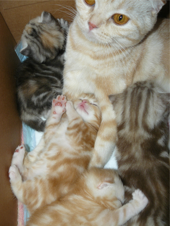 Котята,когда и как что делать?